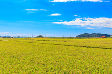 Obraz premium Korean traditional rice farming. Korean rice farming scenery. Korean rice paddies.Rice field and the sky in Ganghwa-do, Incheon, South Korea.