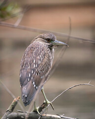 Black-crowned Night-Heron (Nycticorax nycticorax) perches on a tree branch at a pond in Franklin Canyon, Beverly Hills, CA.