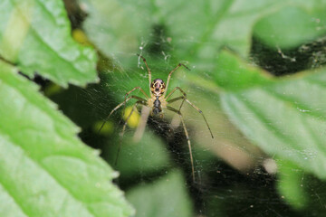 mangora acalypha spider macro photo