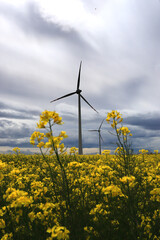 Windmill in the field. Gaj Olawski wind farm near Wroclaw, Poland, Europe. - obrazy, fototapety, plakaty