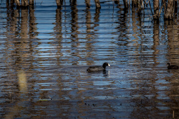 Amercian Coot looking for food Elk Island National Park Alberta Canada