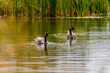 Canada geese swimming on a pond. Birds of Prey Centre, Coledale, Alberta, Canada