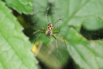mangora acalypha spider macro photo