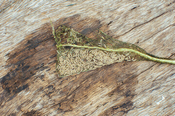 Plants leaf scraped by young saltmarsh caterpillars. Caterpillar damage in the gardens. Pests in garden.