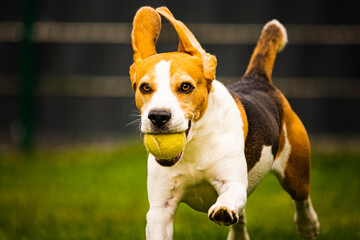 Beagle dog fun in backyard, outdoors run with ball towards camera. Agile dog training