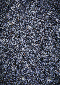 black poppyseeds close up 
