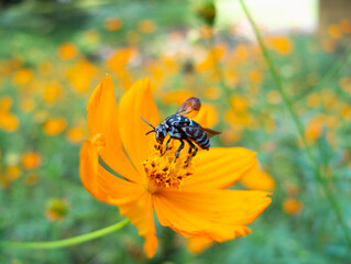 bee on a flower