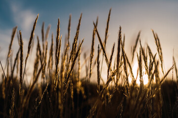 Cereal grass in summer field