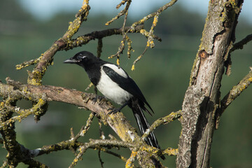 junge Elster im Baum