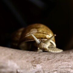 Dark macro of an escargot (Helix pomatia)
