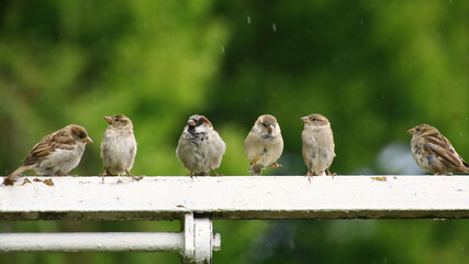 Six house sparrows (Passer domesticus) in a row
