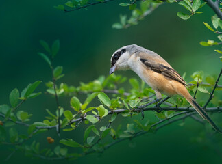 bird on a branch