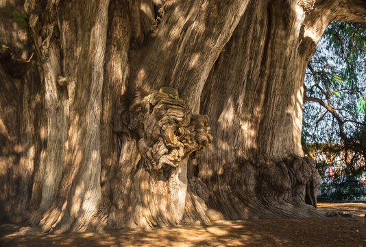 Arbol del Tule , Montezuma cypress tree in Tule. Oaxaca, Mexico