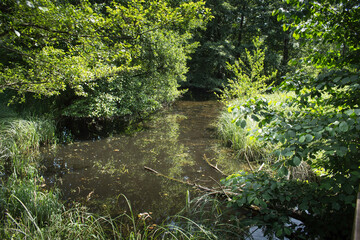 Altwasser eines kleinen Flusses