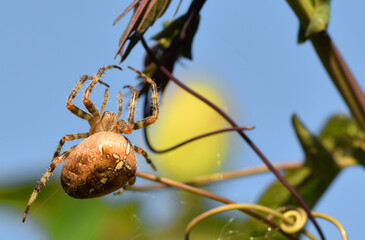 close up macro of a garden spider making a web