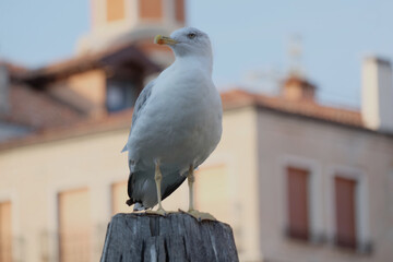 Isolated white gull in the soft blurred background of old town Venice, Italy