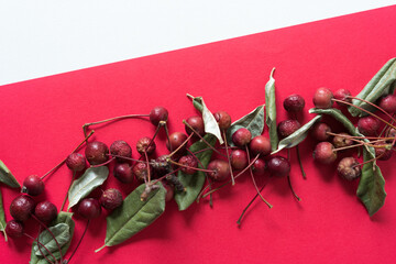 organic objects arranged on a red and white background