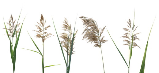 Set marsh cane seeds, reed isolated on white background