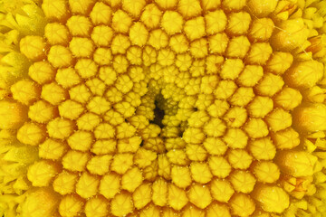 Yellow Tansy - Tanacetum vulgare - flower under microscope, image width 8mm
