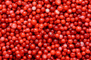 Pile of freshly harvested red wild cranberries, close-up detail from above