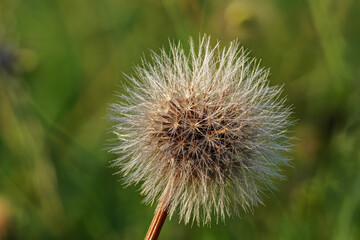 White fluffy hawkbit - Leontodon hispidus L. Rough - flower seed head, closeup detail