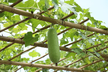Wax gourd, Benincasa hispida in the family Cucurbitaceae. It is a climber. The fruits are edible.