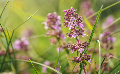 Small purple breckland wild thyme - Thymus serpyllum - flowers growing on summer meadow, closeup macro detail