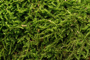 Fine green moss, Ctenidium species, growing in forest on tree, closeup macro detail