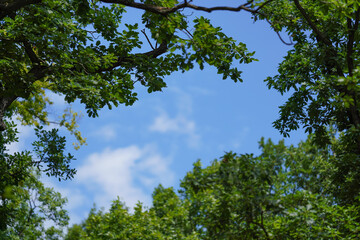 Fototapeta premium Looking up the oak tree, blue sky - can be used as space for text - bordered by green leaves