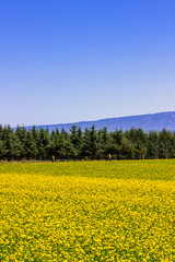 field of sunflowers