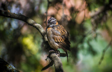 Pájaro sobre un árbol 