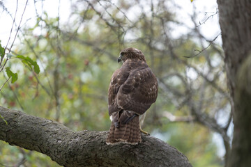 red tailed hawk