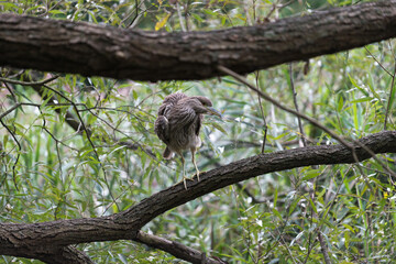heron with brown and white feathers