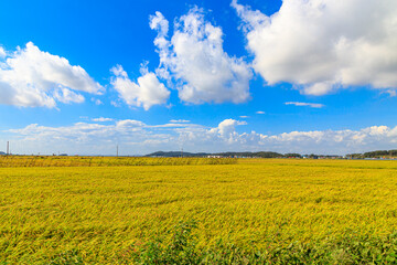 Korean traditional rice farming. Korean rice farming scenery. Korean rice paddies.Rice field and the sky in Ganghwa-do, Incheon, South Korea.