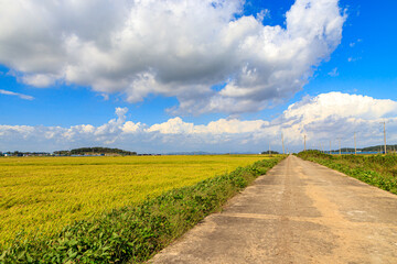 Korean traditional rice farming. Korean rice farming scenery. Korean rice paddies.Rice field and the sky in Ganghwa-do, Incheon, South Korea.