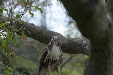 red-tailed hawk (Buteo jamaicensis) perched on a tree