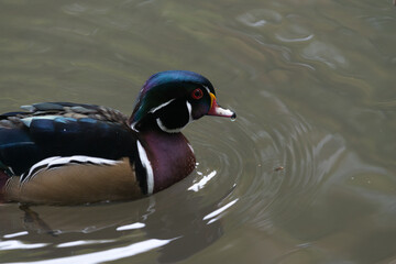 male wood or Carolina duck (Aix sponsa) in water