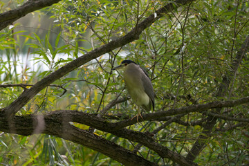 black-crowned night heron (Nycticorax nycticorax), or black-capped night heron