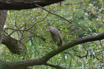 heron with brown and white feathers