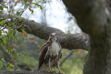 red-tailed hawk (Buteo jamaicensis) perched on a tree