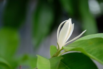 White Champaka, fragrant flower with green leaves