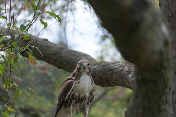 red-tailed hawk (Buteo jamaicensis) perched on a tree