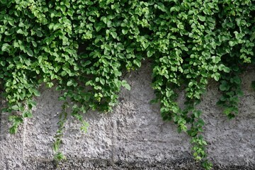 fresh green leaves on white old wall