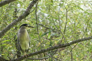 black-crowned night heron (Nycticorax nycticorax), or black-capped night heron
