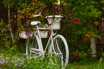 Fototapeta premium White bike in the garden among flowers. Orange leaves of early autumn. Landscaping.