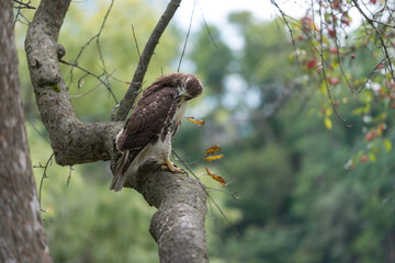 red-tailed hawk (Buteo jamaicensis) preening