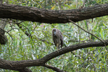 heron with brown and white feathers