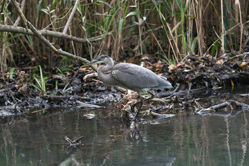 great blue heron wanders by reeds