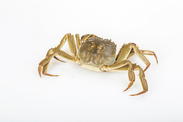 crab on white background