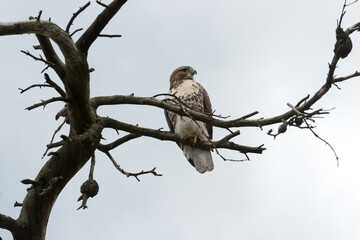 red-tailed hawk (Buteo jamaicensis) on a dead tree banch